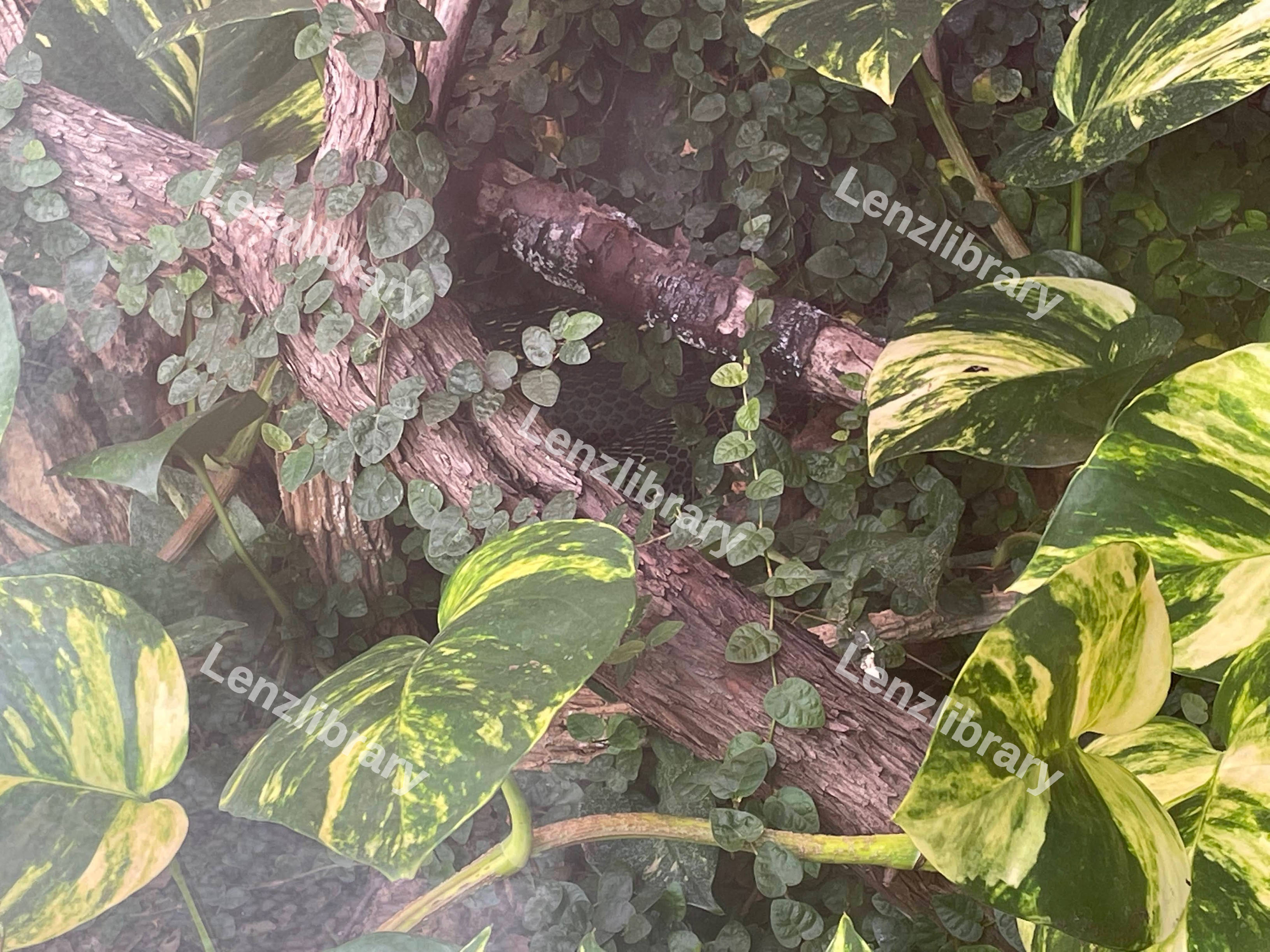 Green Shrubbery